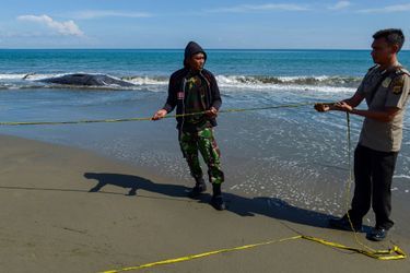 Des secouristes avaient réussi lundi à remettre à flot cinq cétacés échoués sur la plage d&#039;Ujong Kruen, en Indonésie.