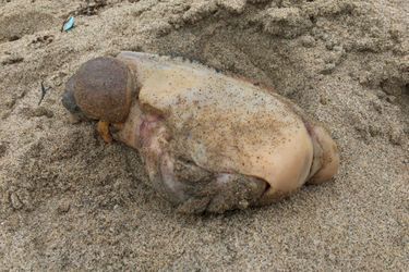 La créature trouvée sur la plage de Leo Carrillo.