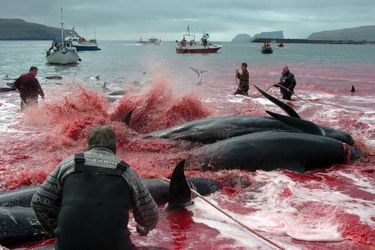 Chaque année, le Grindadráp tue des centaines de baleines pilotes. Ici, en 2012, le sang a changé la couleur de l&#039;eau.