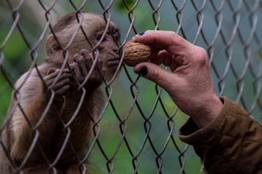Au Chili, un centre de désintoxication pour primates