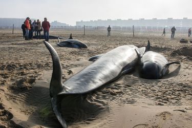Six baleines ont été retrouvées mortes échouées sur la plage de Calais.