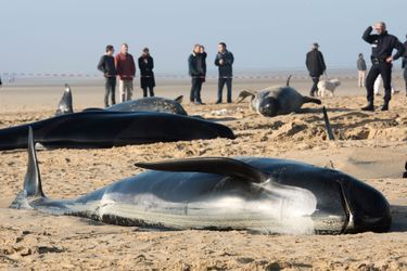 Six baleines ont été retrouvées mortes échouées sur la plage de Calais.