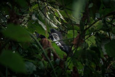 Des rangers du parc national de Kahuzi-Biega (PNKB) au Congo tentent de déloger les Pygmées qui retournent de force sur leurs terres ancestrales aujourd&#039;hui protégées. Le conflit ronge les forêts et décime l&#039;habitat naturel des gorilles de Grauer.