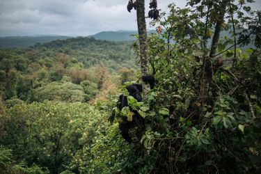 Des rangers du parc national de Kahuzi-Biega (PNKB) au Congo tentent de déloger les Pygmées qui retournent de force sur leurs terres ancestrales aujourd&#039;hui protégées. Le conflit ronge les forêts et décime l&#039;habitat naturel des gorilles de Grauer.