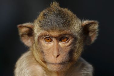 Illustration d'un macaque.