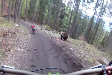 A droite, on peut voir l'ours courir après le cycliste.