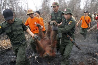 Les orangs-outans en péril  - A cause d'incendies provoqués par les humains