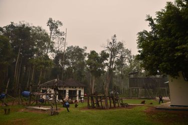 Les orangs-outans en péril  - A cause d'incendies provoqués par les humains