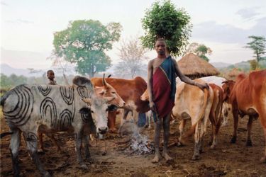 <br />
Un Mursi devant son troupeau de bétail dans la vallée inférieure de lʼOmo en Ethiopie. Le bétail est le bien le plus précieux de la tribu des Mursi.<br />
Les peuples agro-pastoraux vivent avec leur bétail le long de la vallée inférieure de lʼOmo depuis des millénaires. Aujourdʼhui, cependant, les terres des Mursi et des autres tribus riveraines sont menacées par la construction dʼun barrage hydroélectrique de grande envergure, appelé Gibe III, et par lʼoctroi de vastes étendues de terres tribales à des compagnies étrangères et des propriétaires terriens pour y exploiter des plantations de coton et de plantes alimentaires et y produire des agrocarburants destinés à lʼexportation. Le barrage bloquera la partie inférieure de la rivière, mettant ainsi fin au cycle naturel des crues de lʼOmo, ce qui compromettra définitivement les méthodes traditionnelles de culture de décrue.<br />
Lorsque lʼOmo était en crue, nous avions de grandes quantités dʼeau et nous étions très heureux, dit un Mursi.Maintenant, il nʼy a plus de crues et nous sommes tous affamés. Sʼil vous plaît, dites au gouvernement de nous rendre lʼeau.
