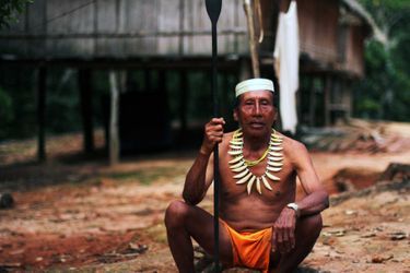 <br />
Salomon Dunu Uaqui Moconoqui, un grand-père matsés et expert en plantes médicinales, a été lʼun des premiers de son groupe à être contacté par les missionnaires évangélistes américains en 1969. Il porte un collier confectionné en dents de jaguar et tient une lance faite de bois de pejibaye.<br />
Les Matsés, connus comme le ʻpeuple du jaguarʼ au Pérou et au Brésil, sont divisés entre ceux qui sont tsasibo et ceux qui sont macubo, termes qui se réfèrent à la manière dont ils se comportent à lʼégard des autres êtres humains, esprits et animaux. Depuis le moment de sa conception, le groupe auquel appartient un Matsés est déterminé par celui de son père.<br />
Aujourdʼhui, les Matsés sont menacés de perdre leurs terres au profit de la compagnie pétrolière canadienne Pacific Rubiales qui prévoit dʼouvrir des centaines de milliers de kilomètres de lignes de test sismiques à travers leur forêt et de forer des puits dʼexploration pétrolière.<br />
Nos ancêtres nous ont toujours dit que les étrangers étaient source de conflit, nous dit Marcos, un Matsés. Comme pendant la période du boom du caoutchouc, ils reviennent encore pour créer des conflits parmi nous. En tant que peuple indigène, nous avons besoin dʼespace pour habiter et pouvoir chasser. Je suis prêt à affronter la compagnie pétrolière, comme nos pères nous<br />
ont préparés à le faire.Survival International mène une campagne internationale pour empêcher que les terres des Matsés soient dévastées par Pacific Rubiales et faire en sorte que leur survie en tant que peuple ne soit pas compromise.