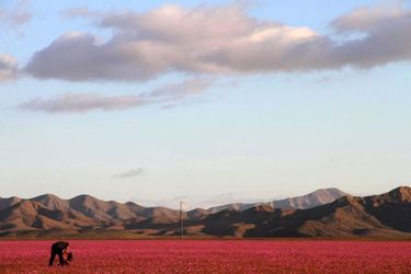 Des milliers de fleurs tapissent le désert d&#039;Atacama au nord du Chili.