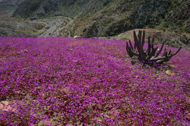 Des milliers de fleurs tapissent le désert d&#039;Atacama au nord du Chili.