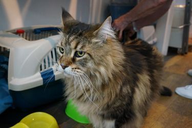 Ronron Therapie A Paris Cafe Chat Par Purina One