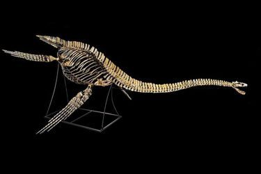 Le squelette reconstitué du Zarafosaure.