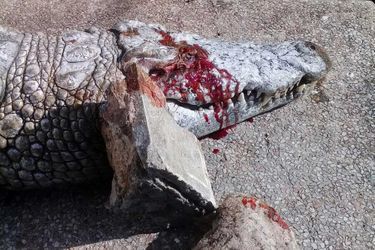 En mars au zoo du Belvédere de Tunis, un crocodile a été tué par des visiteurs qui lui ont jeté des pierres près de l’œil. 