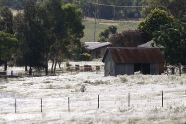 Une maison est entourée de milliers de toiles d'araignées dans la ville de Wagga Wagga, en Australie.