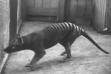 Le dernier diable de Tasmanie vivant en captivité, filmé au zoo de Hobart en Tasmanie. 