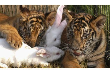 Des lapins trouvent du réconfort auprès des tigres.