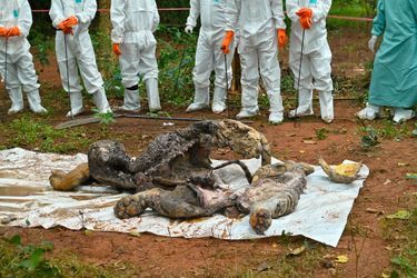 Une carcasse de tigre, probablement mort de la maladie de Carré.