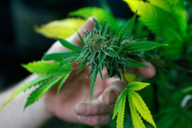 Un plant de marijuana commercialisé dans le Colorado, 21 juin 2016.