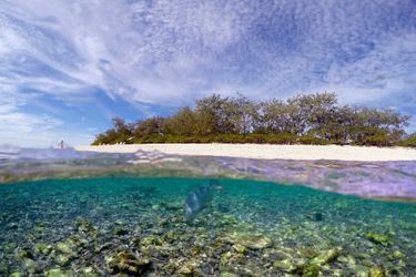 Sur la plage de Lady Elliot Island, les coraux sont morcelés et blancs. 