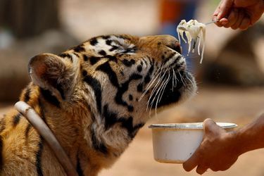 Un individu donne des pâtes à un tigre. 