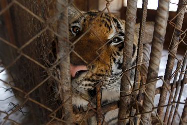 Un tigre dans une cage.