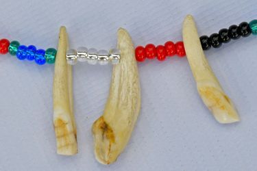 Des colliers fais avec des dents d&#039;animaux.