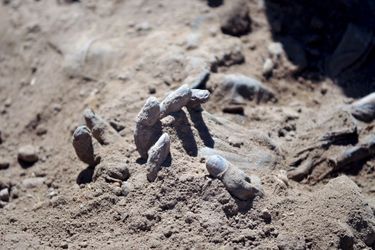 La main du corps d&#039;un des soldats présumés massacrés par l&#039;Etat islamique et jetés dans une fosse commune dans la région de Tikrit, en Irak. 