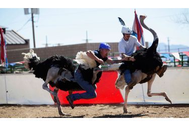 Dustin Murley tombe de son autruche alors que Jessey Sisson s’accroche. La course annuelle d’autruche au festival à Chandler, en Arizona, est un événement atypique.