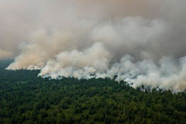 Depuis le début de l’année, 328 000 hectares de forêt ont été brûlés en Indonésie.