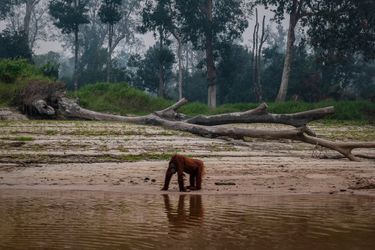 A Palangkaraya (Bornéo), une famille d’orangs-outans a été photographiée en train de fuir les nuages de fumée, errant vers une mare d’eau, au milieu de bois morts.
