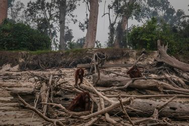 A Palangkaraya (Bornéo), une famille d’orangs-outans a été photographiée en train de fuir les nuages de fumée, errant vers une mare d’eau, au milieu de bois morts.