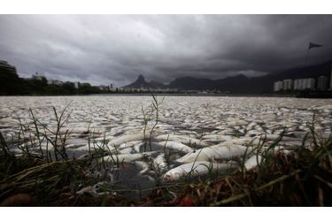 Environ 65 tonnes de poissons morts à cause de la pollution ont été repêchés du lac Rodrigo de Freitas, à Rio de Janeiro. C&#039;est ici que se dérouleront les compétitions d&#039;aviron aux Jeux olympiques de 2016.