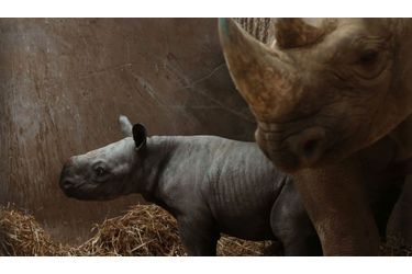 Un bébé rhinocéros né il y a cinq jours est photographié à côté de sa mère, dans le zoo de Chester, en Angleterre. 