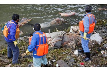 Les quelque 3000 carcasses de cochons pourries découvertes flottant dans le fleuve Huangpu, à Shanghai, sèment la panique dans la population. Les autorités affirment avoir découvert des traces d’un virus porcin sur les animaux qui ont sans doute été jetés à l’eau par un éleveur peu scrupuleux.