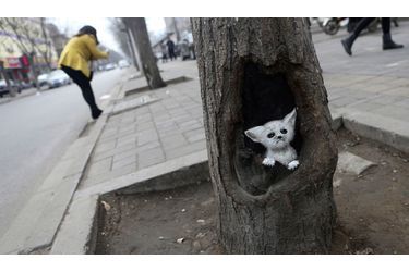 Un chat a été peint sur un arbre de la province de Hebei par l’artiste chinois Wang Yue, spécialiste des graffitis. 