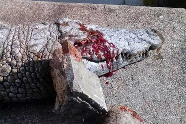 Le crocodile est mort sous les jets de pierres.