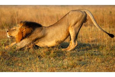 Un lion photographié dans le parc national de Nairobi, au Kenya. Cette réserve n&#039;est située qu&#039;à 7 km du centre de la capitale.