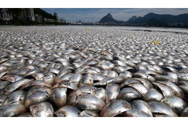 Des milliers de poissons sont morts et sont remontés à la surface dans le lagon de Rodrigo de Freitas à Rio de Janeiro. La ville accueillera les Jeux Olympiques de 2016.