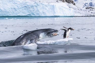 Si les manchots pouvaient voler.Un Manchot papou, le nageur le plus rapide parmi tous les manchots, fuit pour sauver sa vie alors qu&#039;un Léopard des mers surgit de l&#039;eau. Eduardo espérait cette scène. Il avait localisé le manchot se reposant sur une glace flottante, proche de la colonie de l&#039;île de Cuverville, le long des côtes de la péninsule Antarctique. Le léopard patrouillait alentours. Le bateau pneumatique d&#039;Eduardo pointait vers le manchot quand le prédateur plongea sous son esquif. Le phoque bondit hors de l&#039;eau, gueule ouverte, mais le manchot réussit à s&#039;échapper. Le phoque sembla ensuite transformer la chasse en jeu. Le Léopard des mers est un formidable prédateur pouvant atteindre 3m50 et peser plus de 500kg. Son corps svelte est taillé pour la vitesse et ses mâchoires sont pourvues de longues canines et de molaires tranchantes. C&#039;est un prédateur très polyvalent : poissons ou jeunes phoques d&#039;autres espèces. Il joue souvent avec ses proies, à l&#039;instar de ce léopard qui poursuivit ce manchot une quinzaine de minutes avant de finalement le capturer et le manger.