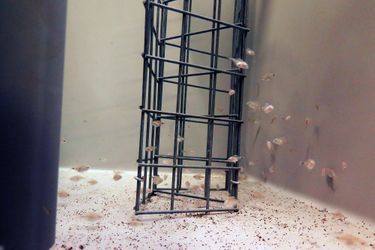 Etape 2 : Elever les larves puis les futurs bébés poissons dans des nurseries situées en laboratoire.