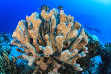 Le Chili et l’île de Niue ont décrété la protection de 750 000 km2 d’aires marines protégées. 