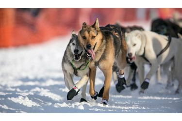 La traditionnelle course des chiens de traineau de Willow, en Alaska, a débuté hier.