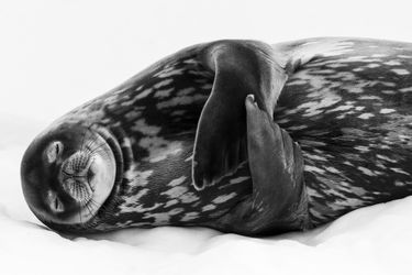 Dormir comme un phoque.Serrant délicatement ses nageoires contre son corps, ce Phoque de Weddell aux yeux clos semble plongé dans un profond sommeil. Il repose sur une langue de glace attachée à la terre, à Port Larsen, en Géorgie du Sud. Relativement à l&#039;abri des prédateurs, orques épaulards et léopards des mers, il peut se détendre et digérer. Ce mammifère est le plus méridional du monde quant à sa reproduction. Il peuple des habitats côtiers autour de l&#039;Antarctique. Ce phoque peut atteindre 3m50 et les femelles sont plus grandes que les mâles. Son corps est recouvert d&#039;une épaisse couche de graisse pour le protéger de l&#039;eau glacée. Il se nourrit surtout de grands poissons et c&#039;est un plongeur remarquable, capable de descendre à plus de 500 m de profondeur. Il a de grandes réserves de myoglobine (une protéine qui permet de stocker l&#039;oxygène) dans ses muscles. Cela l&#039;aide pour des plongées de longue durée qui peuvent atteindre une heure. Ralph prenait des images à partir d&#039;un bateau pneumatique. Il cadra serré sur le phoque, utilisant l&#039;arrière-plan de glace et la douce lumière d&#039;un ciel couvert pour imiter l&#039;éclairage d&#039;un studio photo. Il décida de convertir son image en noir et blanc pour accentuer les tons et la texture marbrée de la dense fourrure du phoque.