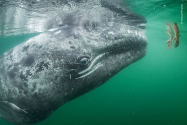 Confiance palpable.Une jeune baleine grise curieuse s&#039;approche des mains tendues depuis un bateau de tourisme. Dans la lagune de San Ignacio, au large des côtes de Baja California, au Mexique, les bébés de Baleine grise et leurs mères recherchent délibérément le contact avec les humains pour se faire gratter la tête ou masser le dos. Cette lagune est l&#039;une des trois à abriter une nurserie. C&#039;est un sanctuaire majeur pour ce qui reste des effectifs en reproduction de cette espèce dans le nord-est du Pacifique. La chasse à la baleine a laissé les populations de l&#039;ouest proches de l&#039;extinction et balayé celles de l&#039;Atlantique nord. Elles ont également été persécutées localement suite à des agressions contre certains bateaux et à San Ignacio ces faits ont laissé un sentiment de peur chez les pêcheurs. En 1970, un jeune mâle s&#039;est pourtant approché d&#039;un pêcheur qui osa le toucher. La confiance entre les baleines et les Hommes grandit depuis et aujourd&#039;hui de nombreuses femelles encouragent leurs petits à interagir avec les humains. Les pêcheurs perçoivent maintenant des revenus provenant de l&#039;observation de ces mammifères pendant l&#039;hiver. C&#039;est bien utile car les populations de poissons, et donc les captures sont en déclin. La lagune de San Ignacio est classée et l&#039;observation des cétacés est gérée de façon attentive par la communauté locale : les bateaux sont en nombre limité, il n&#039;y a pas de pêche hivernale et ce sont les baleines qui choisissent les contacts. Quelques années auparavant, les autorités locales avec des soutiens internationaux gagnèrent également un combat pour empêcher une saline industrielle de s&#039;implanter dans la lagune. Pour Tom Peschak, un biologiste vétéran de l&#039;image sous-marine, une baleine qui mendie des caresses et s&#039;approche si près qu&#039;on ne peut la photographier était une première. Dans ce sanctuaire, c&#039;est l&#039;animal sauvage qui demande à être photographié.