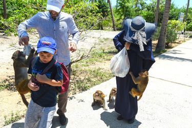 Les touristes viennent sur l&#039;île aux singes pour voir des macaques qui sont n&#039;ont pas peur des humains. 