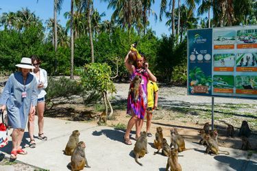 Les touristes viennent sur l&#039;île aux singes pour voir des macaques qui sont n&#039;ont pas peur des humains. 