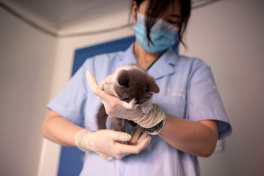 Après les chiens, les chats et bientôt un panda : la société chinoise Sinogene a cloné pour la première fois et avec réussite un chat décédé il y a sept mois de cela. 