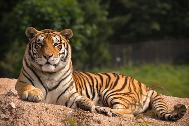 La Chine compte aussi quelque 200 élevages de tigres de Sibérie, qui font polémique. Ils sont considérés comme de vulgaires fermes à tigres, attirant chaque année des milliers de visiteurs.